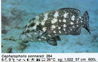 Cephalopholis sonnerati